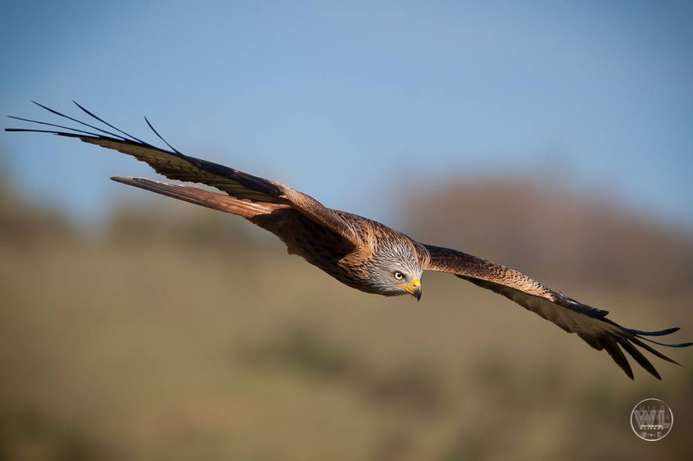 NibbioReale / Red-Kite (Milvus Milvus)...