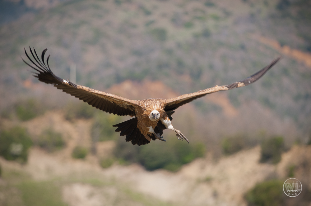 Grifone/The griffon vulture (Gyps fulvus)...