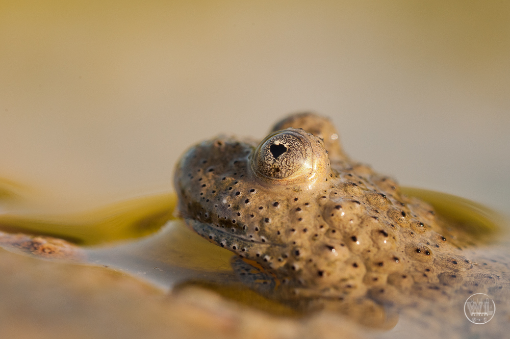 The Apennine yellow-bellied toad (Bombina pachypus)...