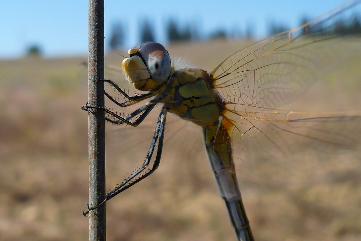 Dragonfly...