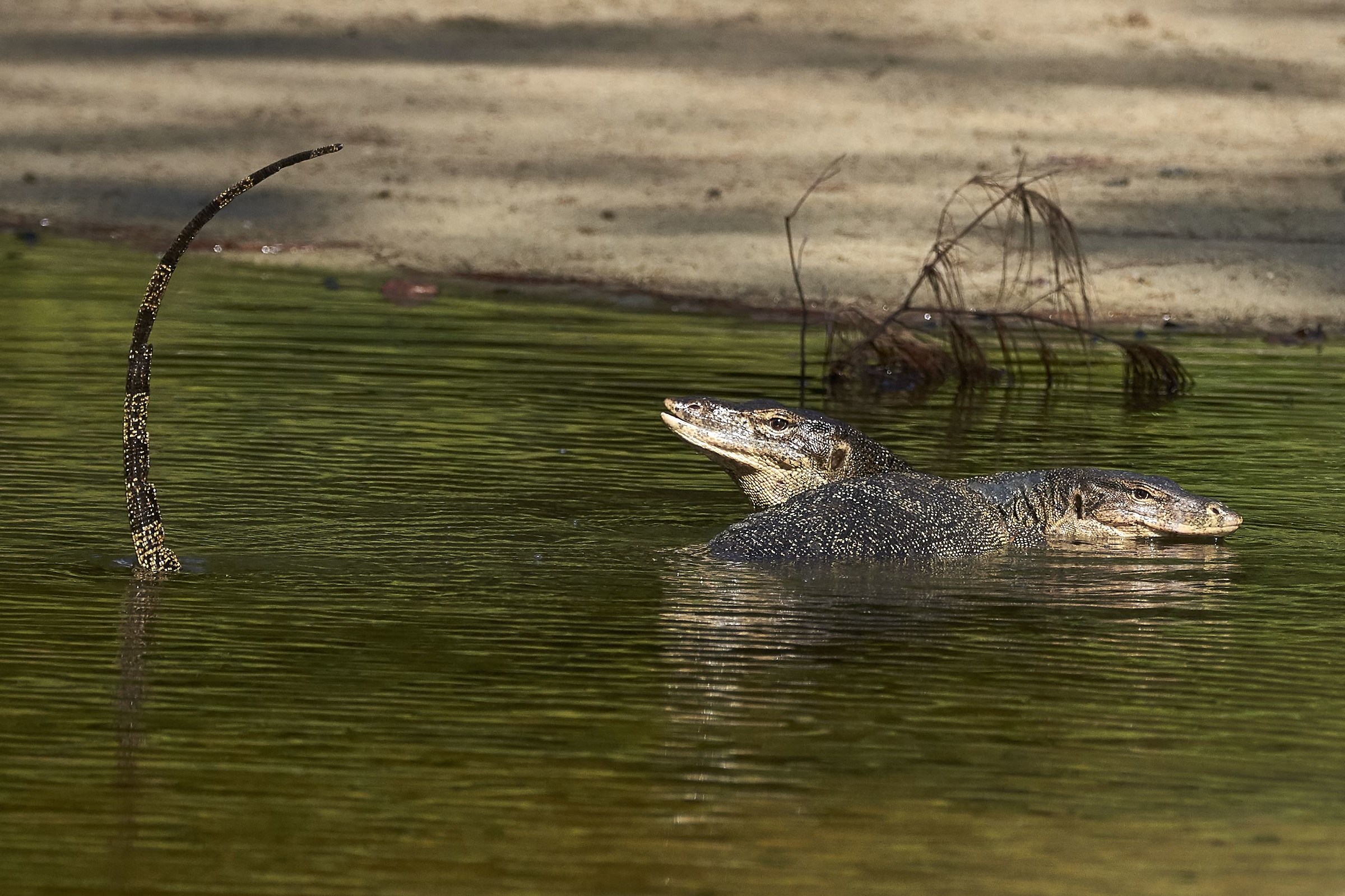 Mating monitor lizards...