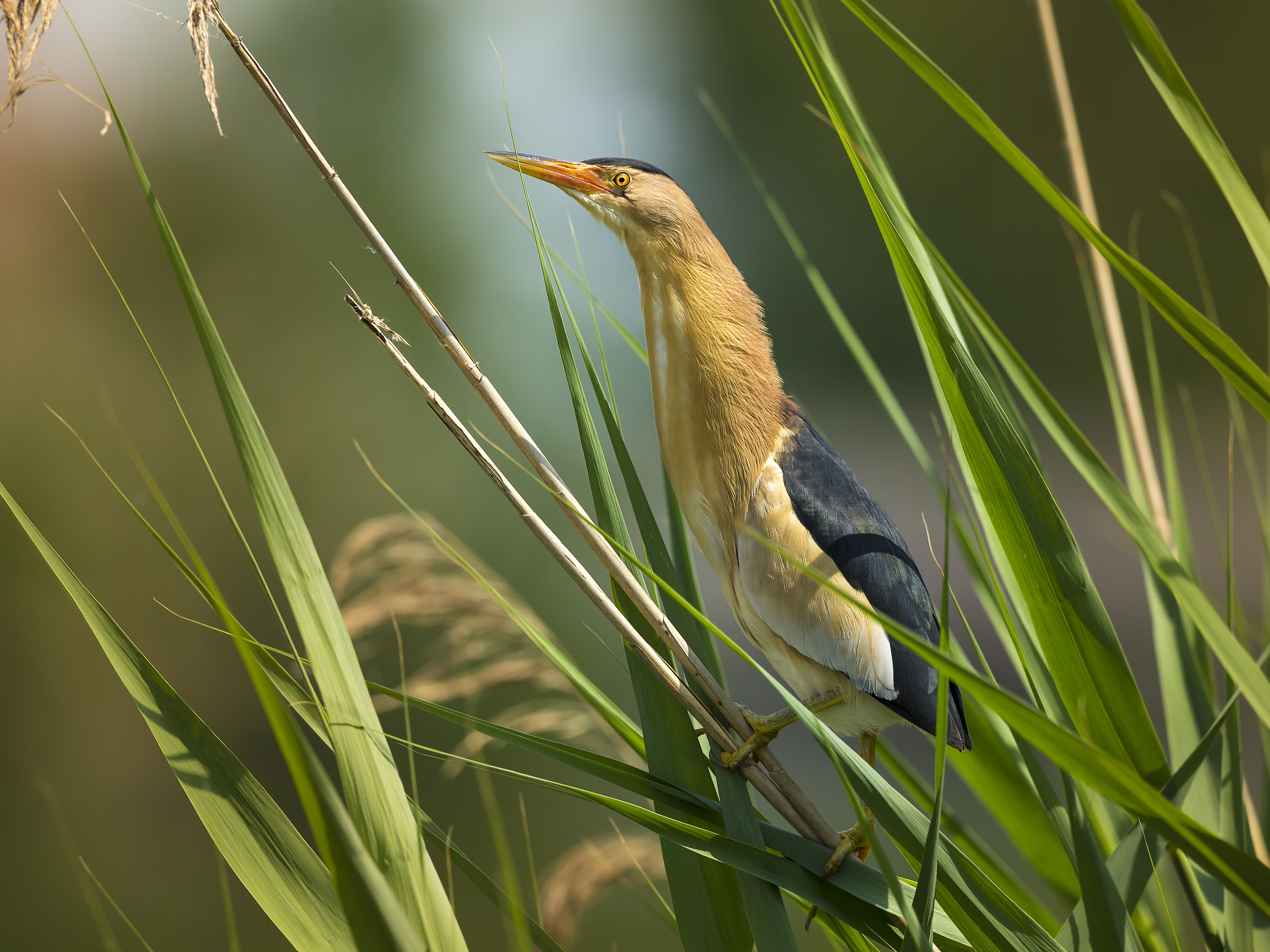 Little bittern (bittern)...