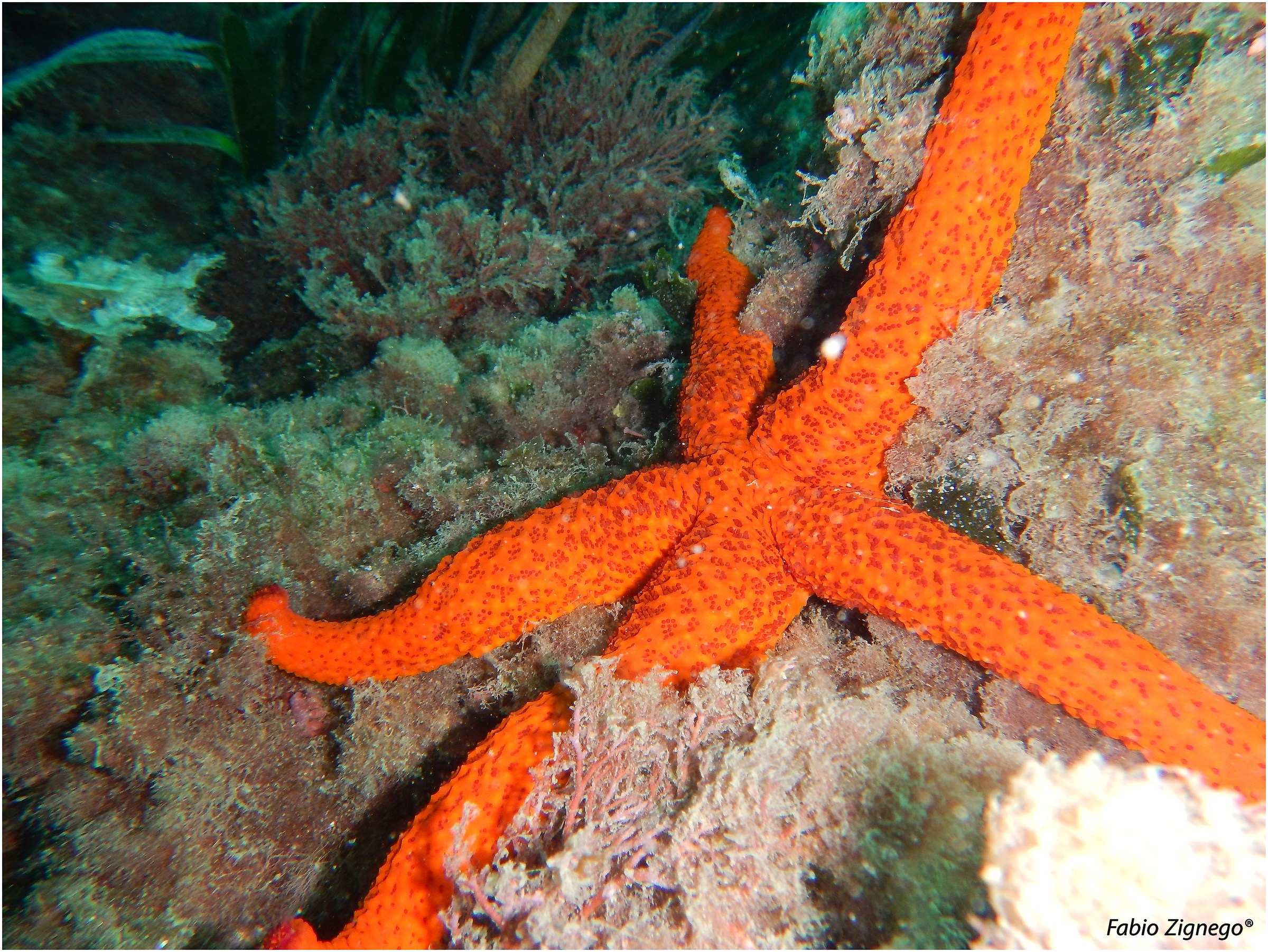 starfish...