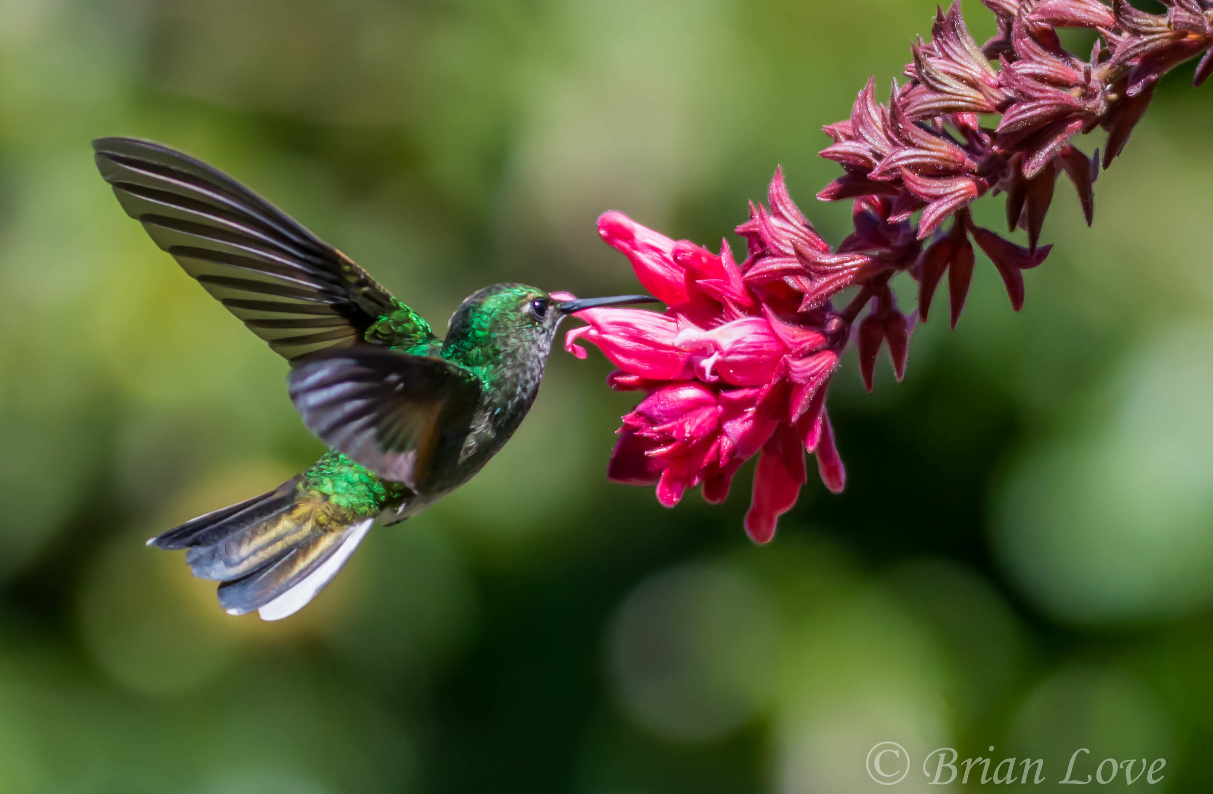 Stripe-tailed Hummingbird...