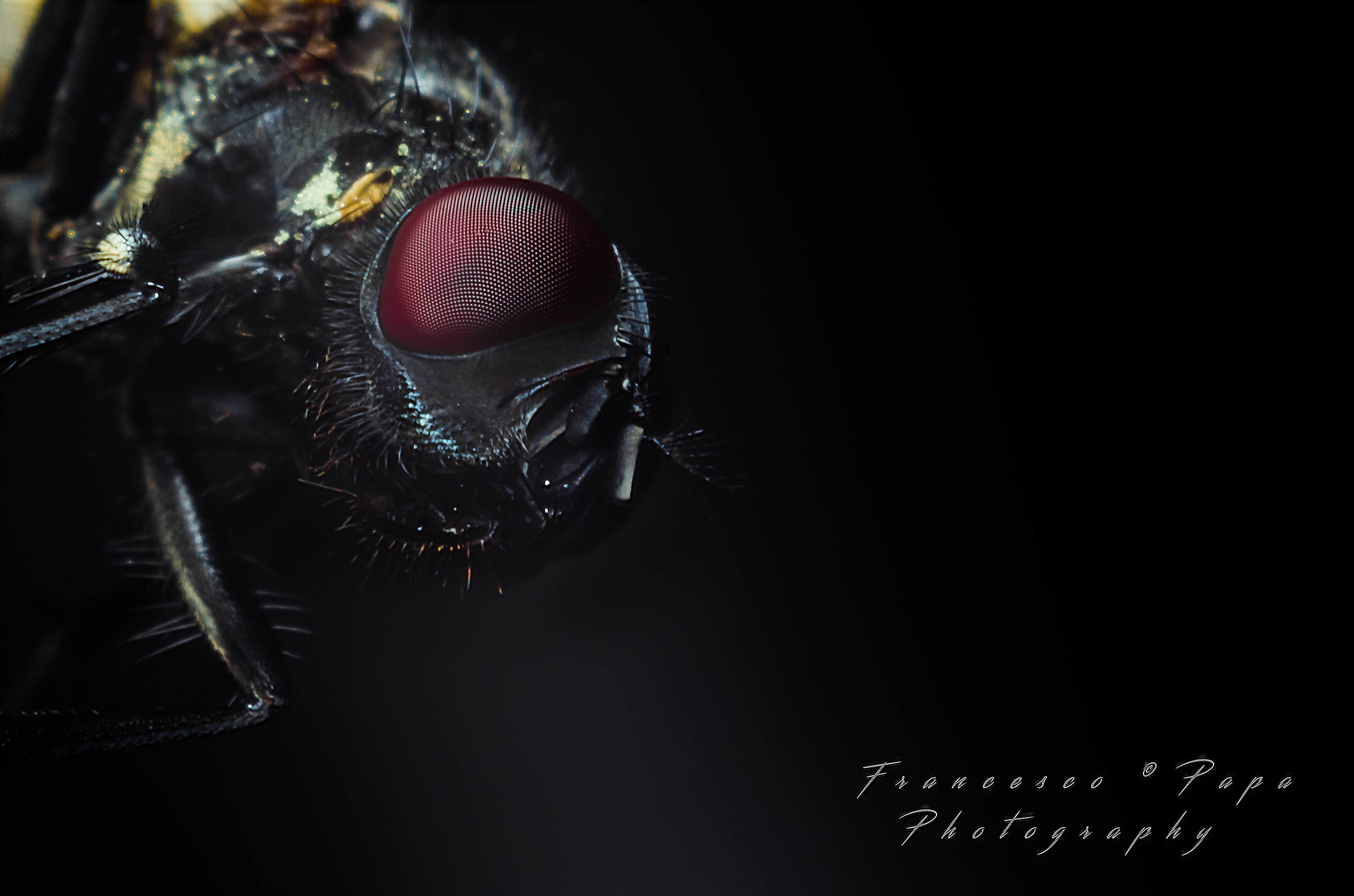 Dark Fly...