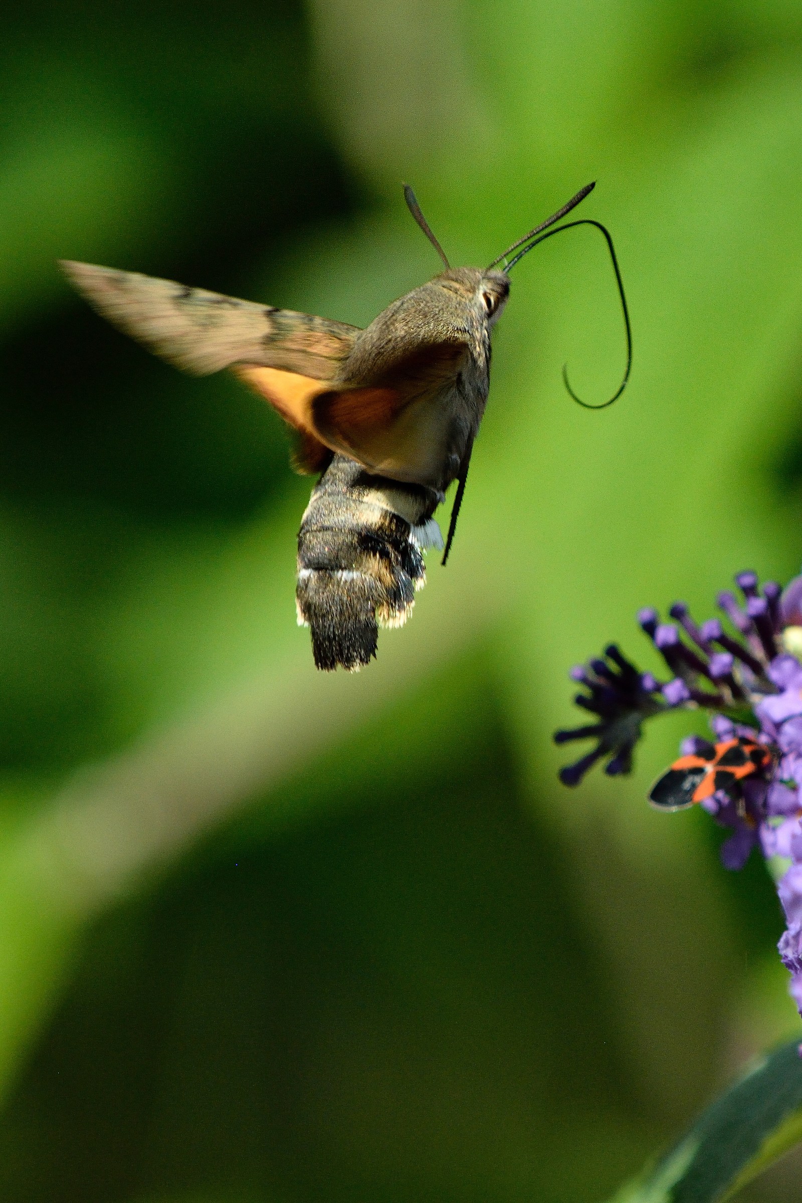 Butterfly hummingbird...