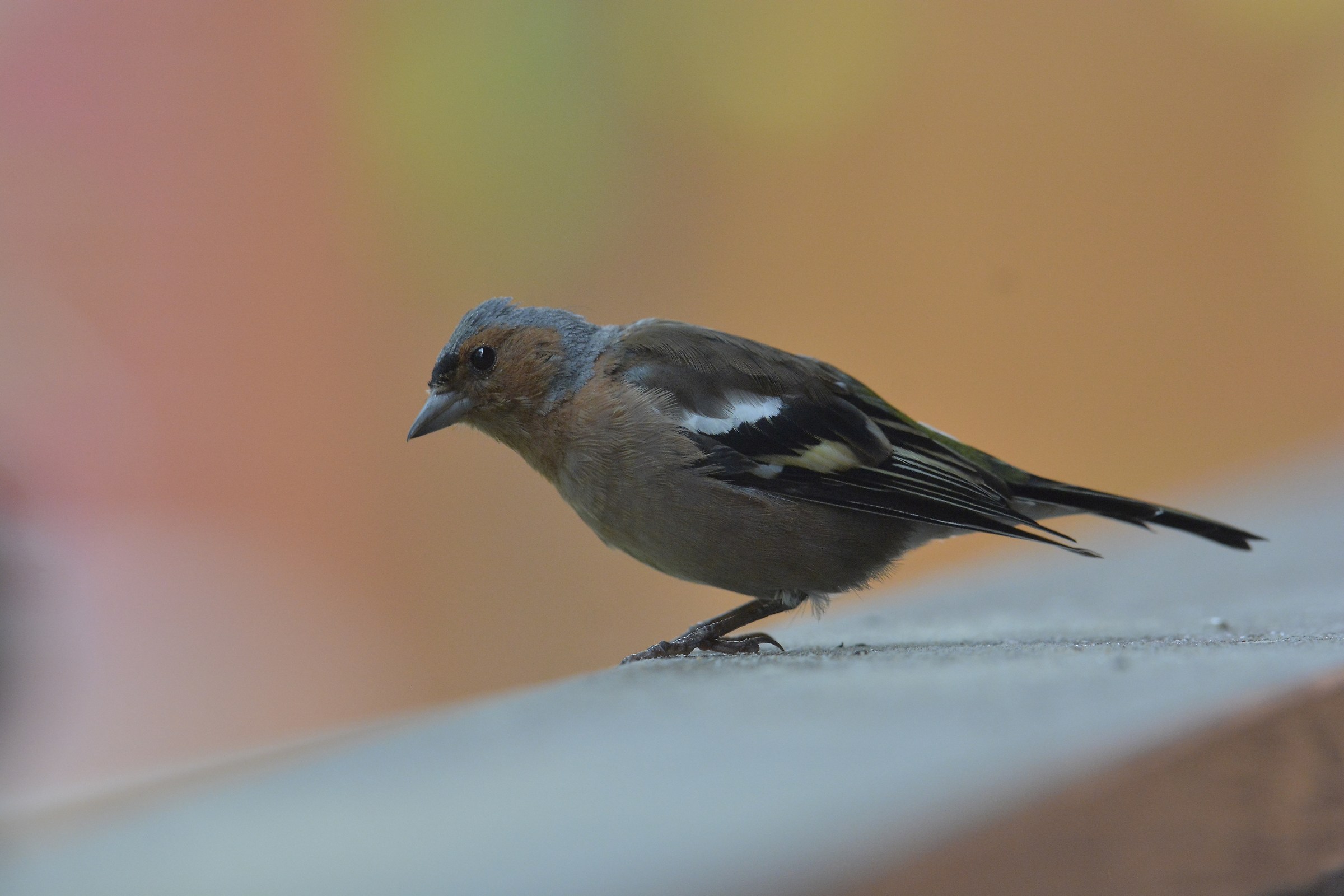 finch male...