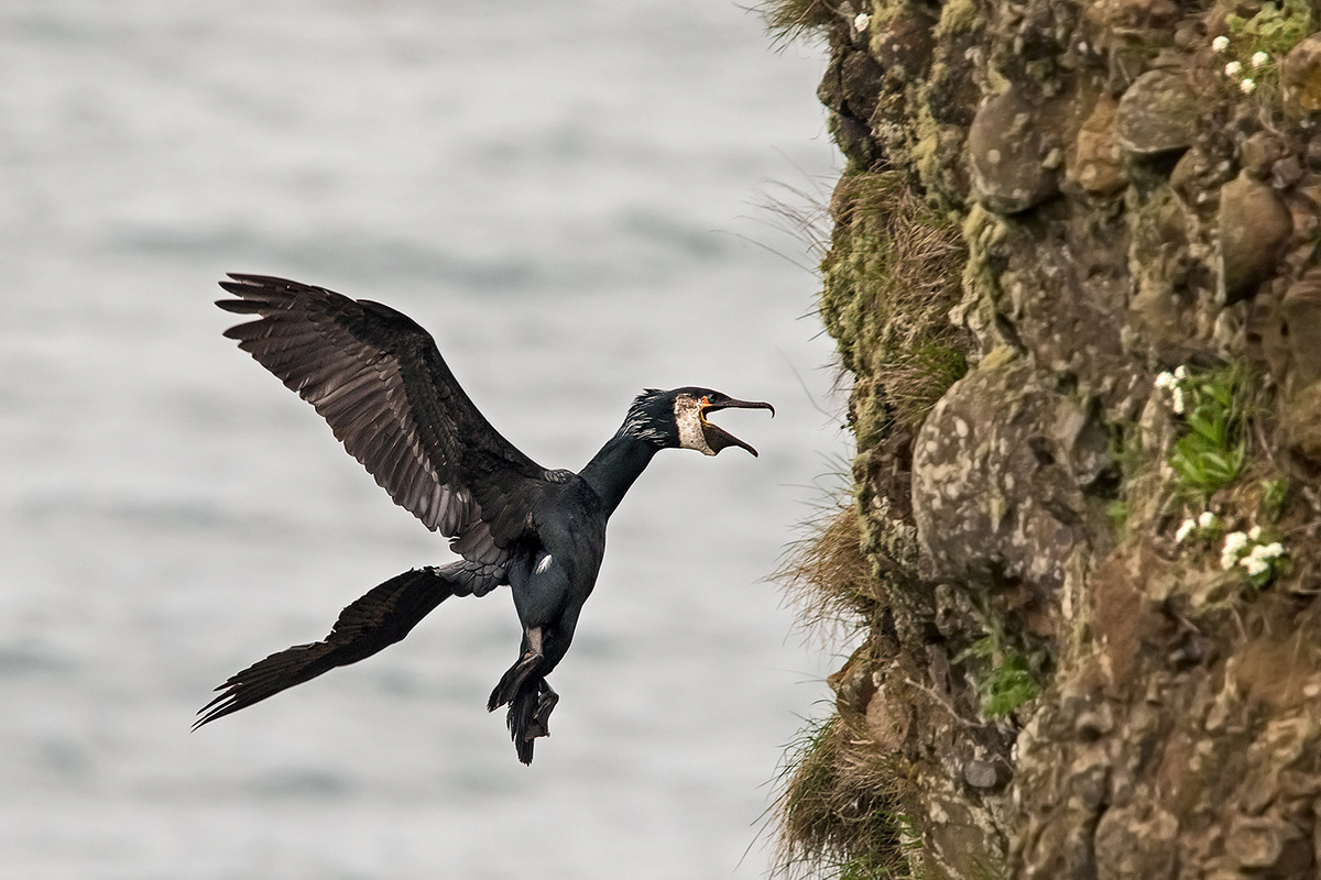 Japanese cormorant...