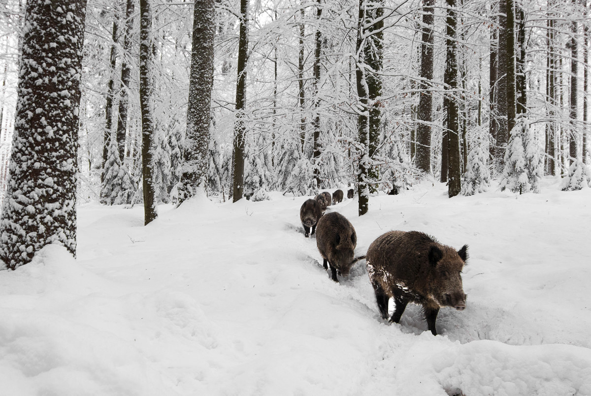 Boars in procession...