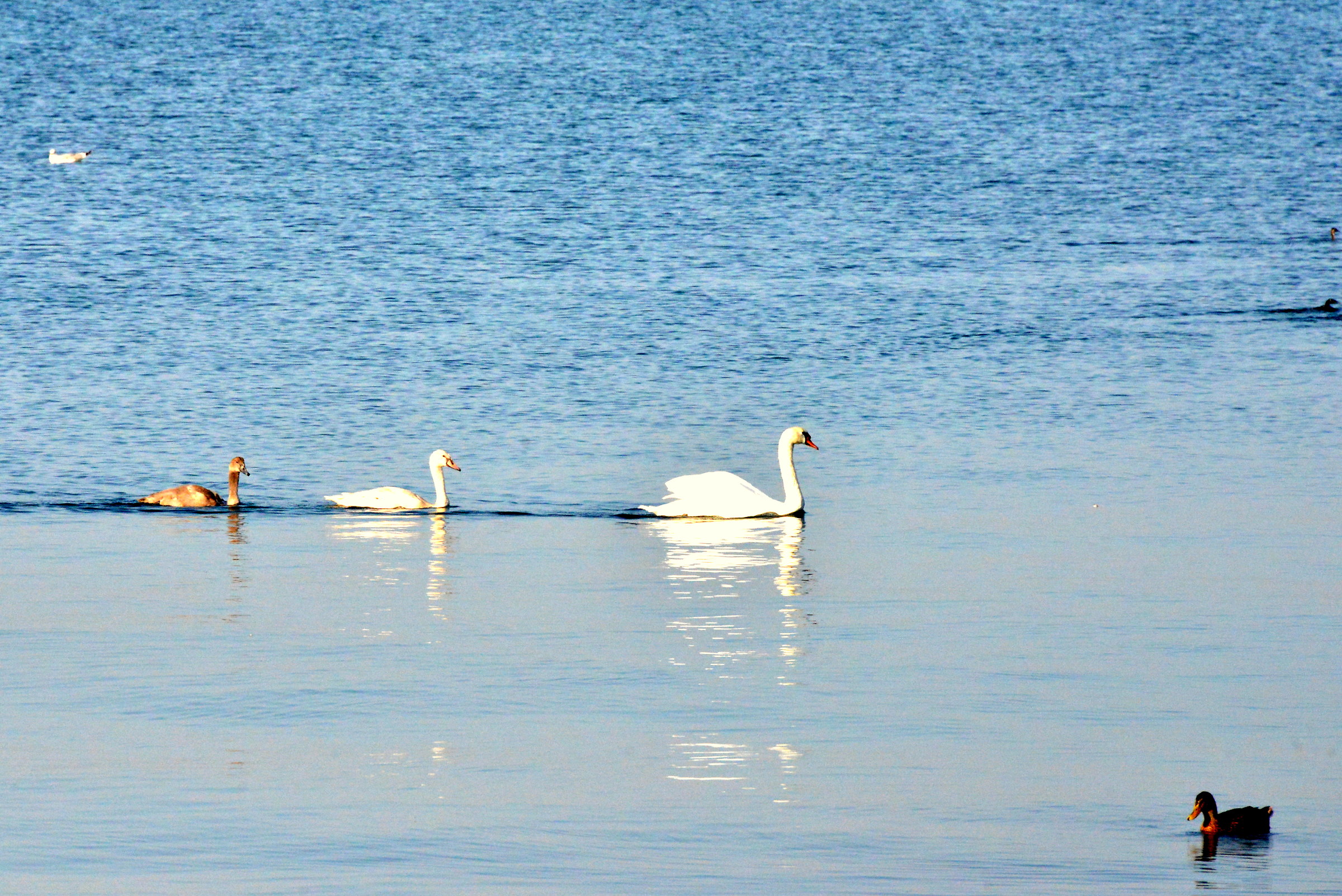 family of swans...