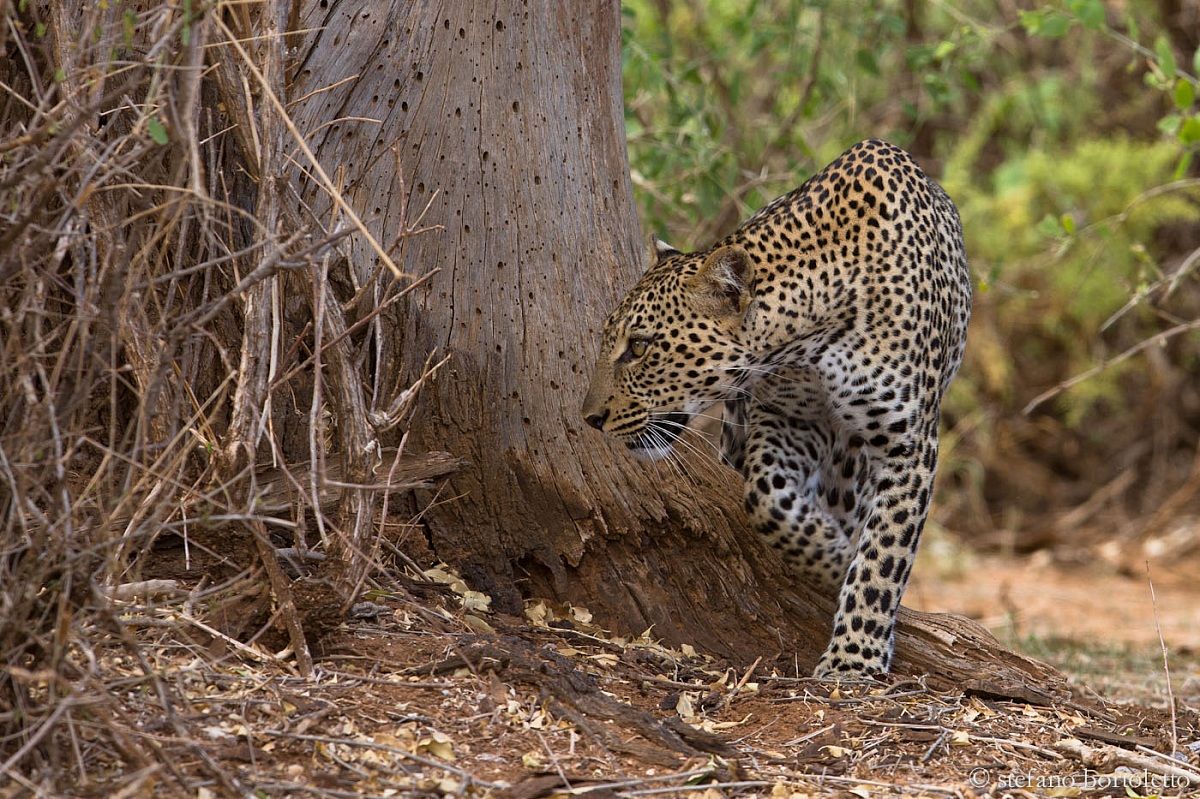 Leopard Samburu 02...