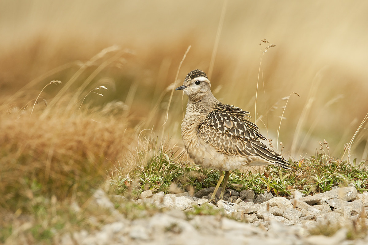 Dotterel...