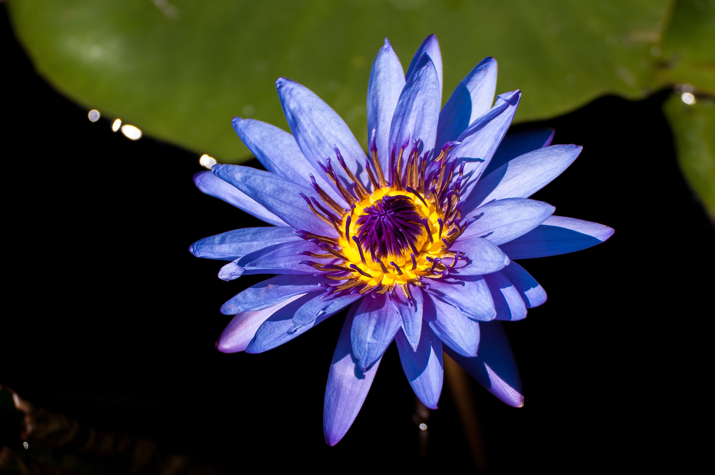 Blue water lily...