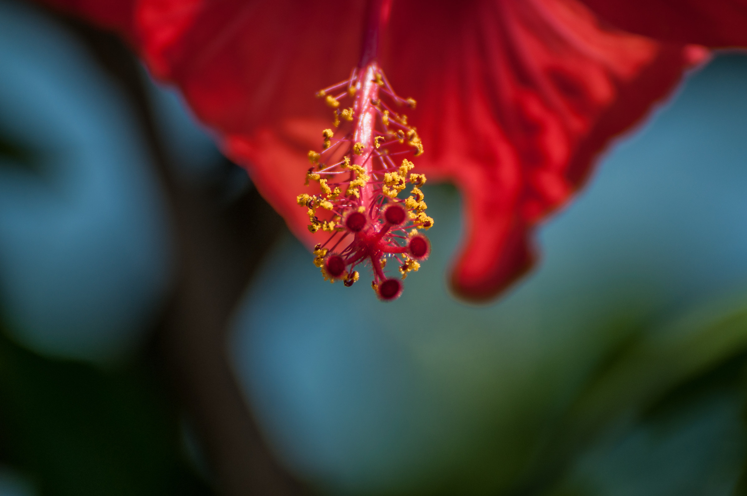 Red flower...