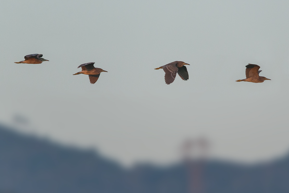 Night herons in flight...