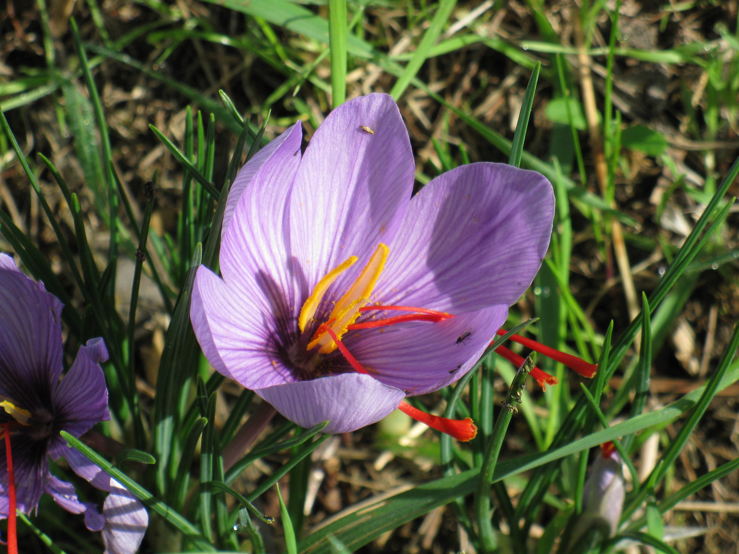 Saffron flower...
