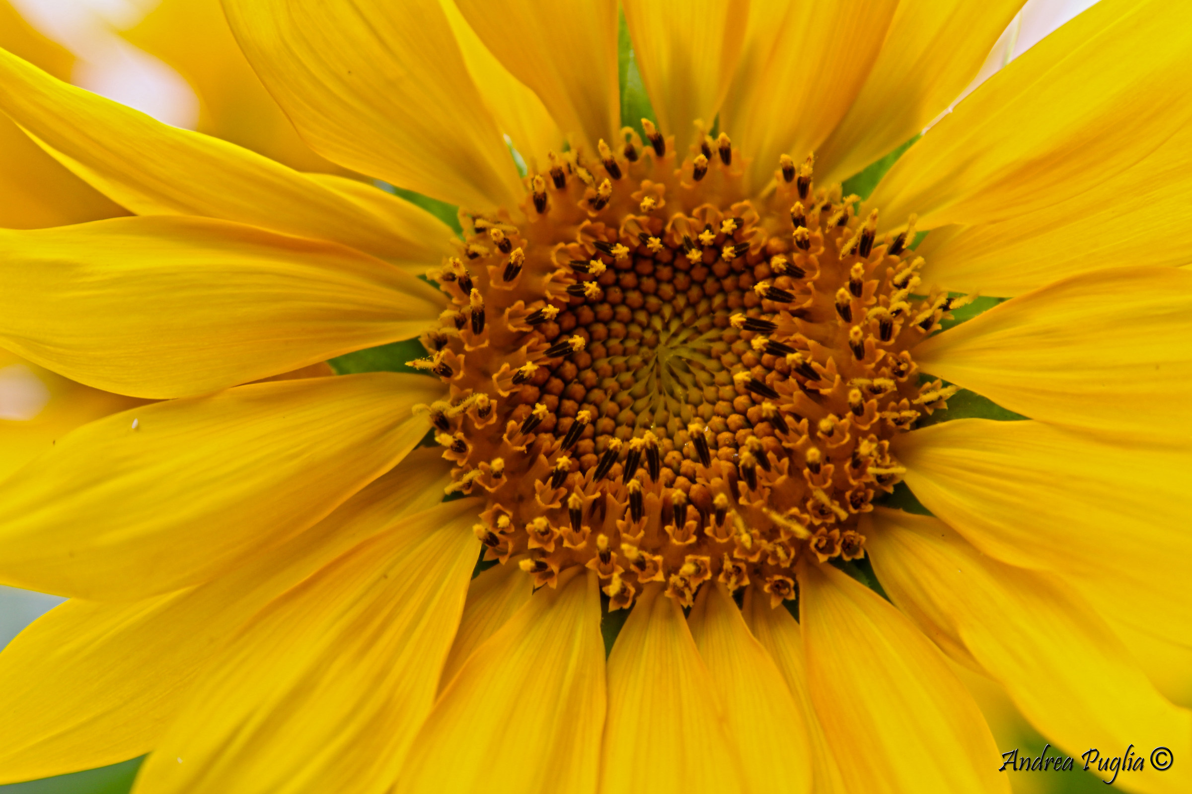 Sunflower 2...