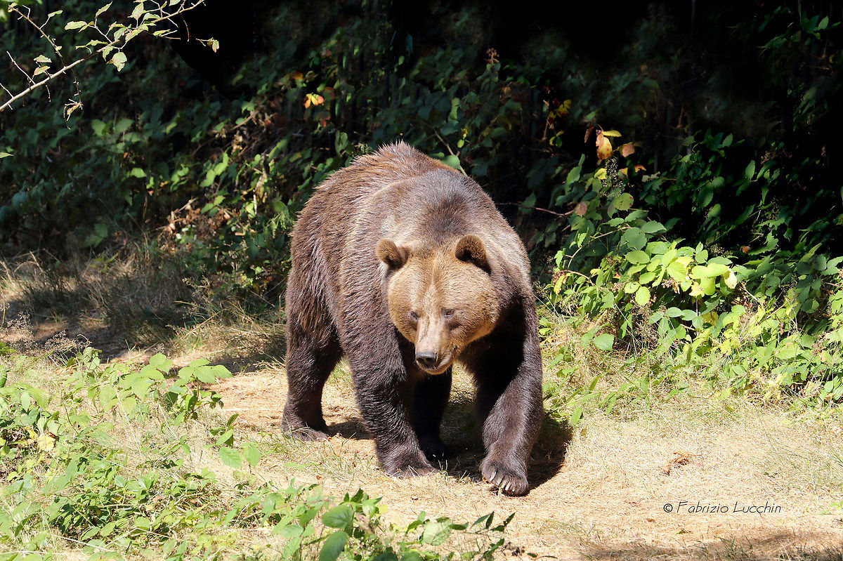 Brown bear...