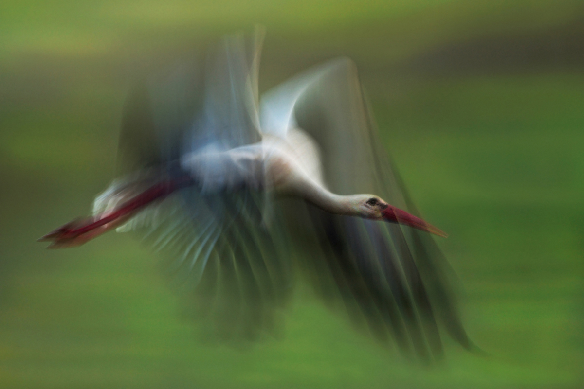 flying stork...