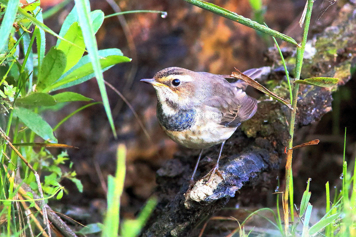 bluethroat...