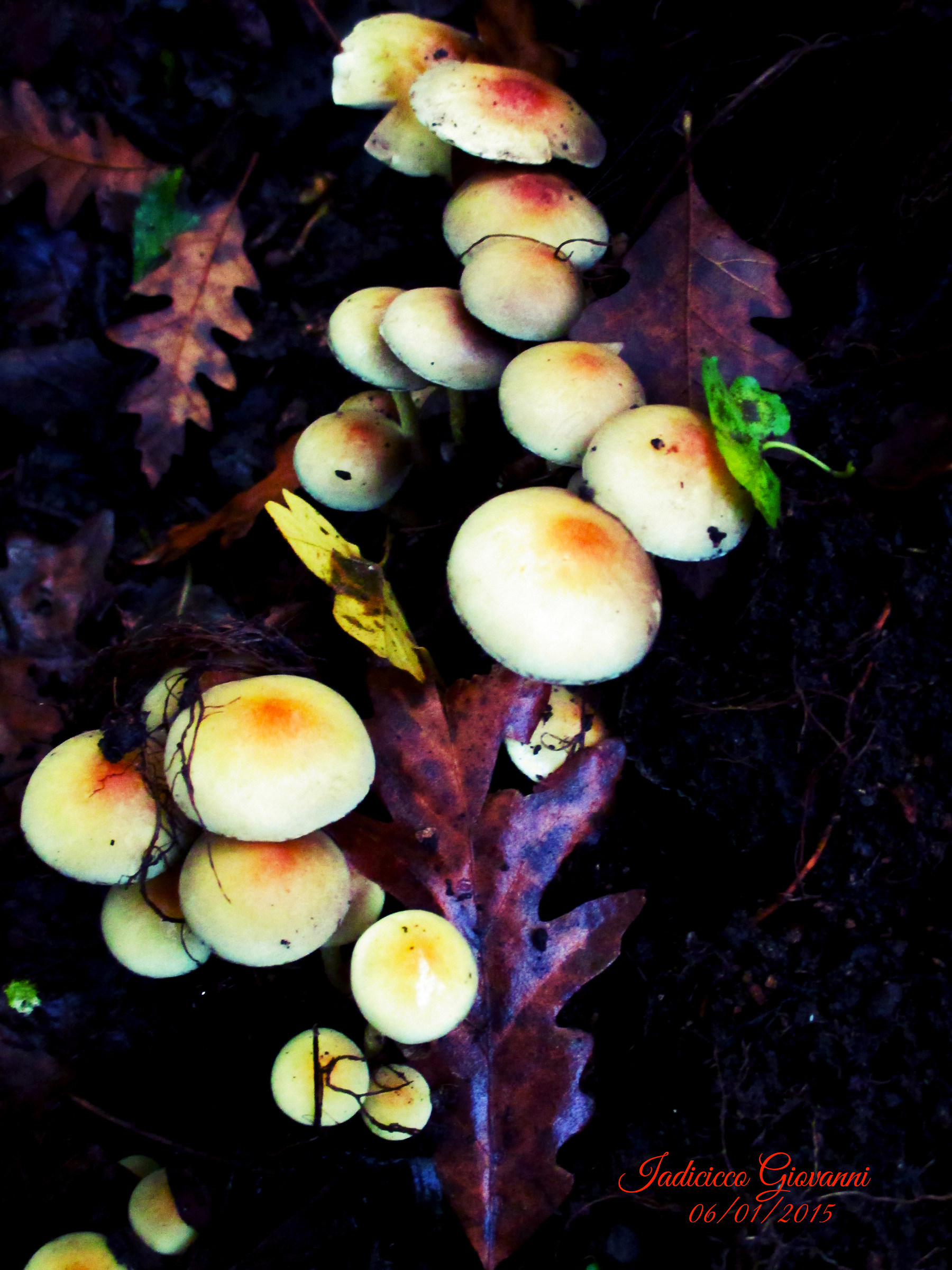 Small family of mushrooms...