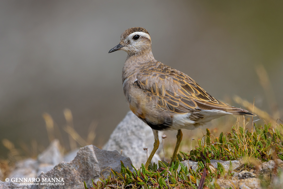 Dotterel (Charadrius morinellus)...