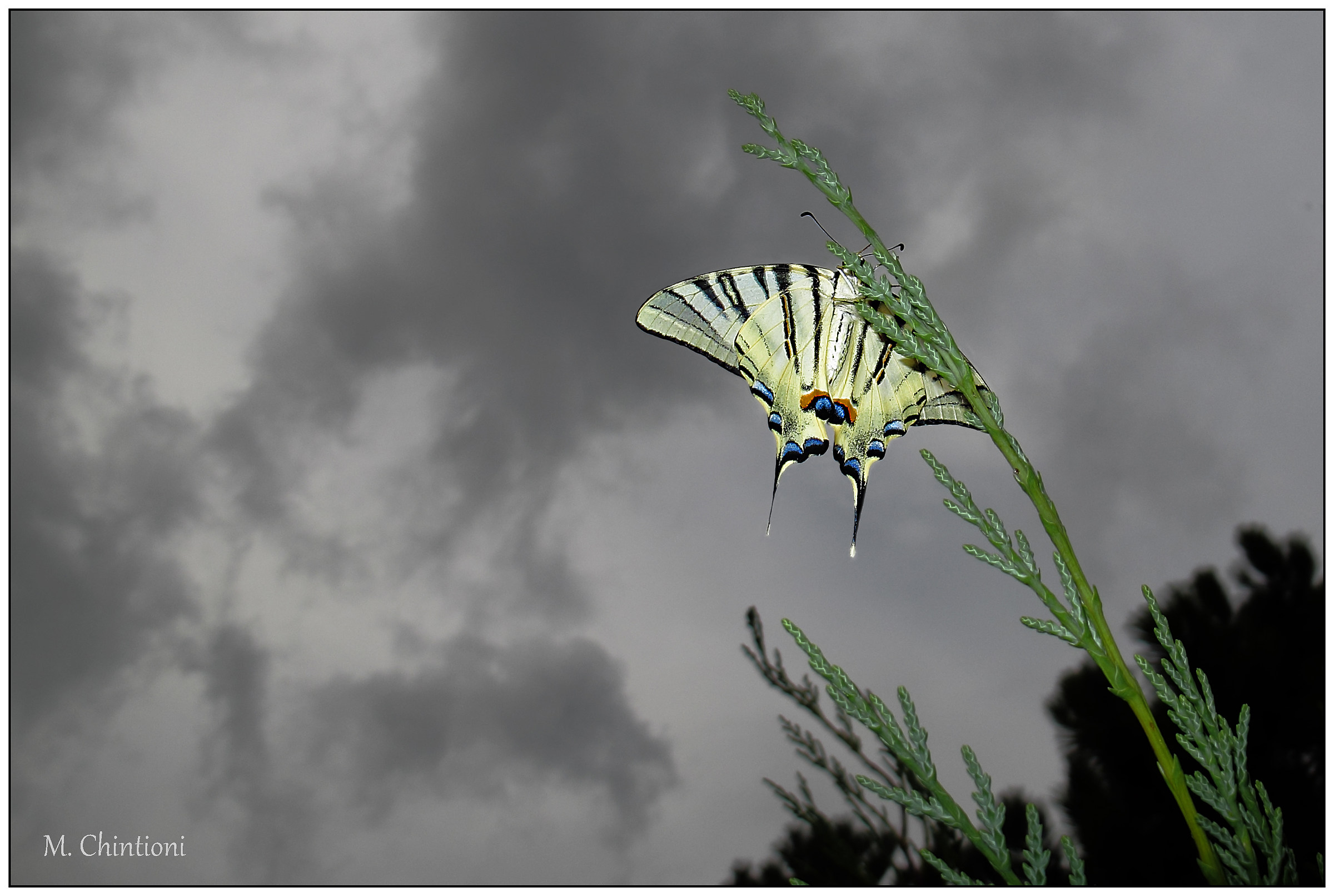 Farfalla ... nel mio giardino - Macaone...