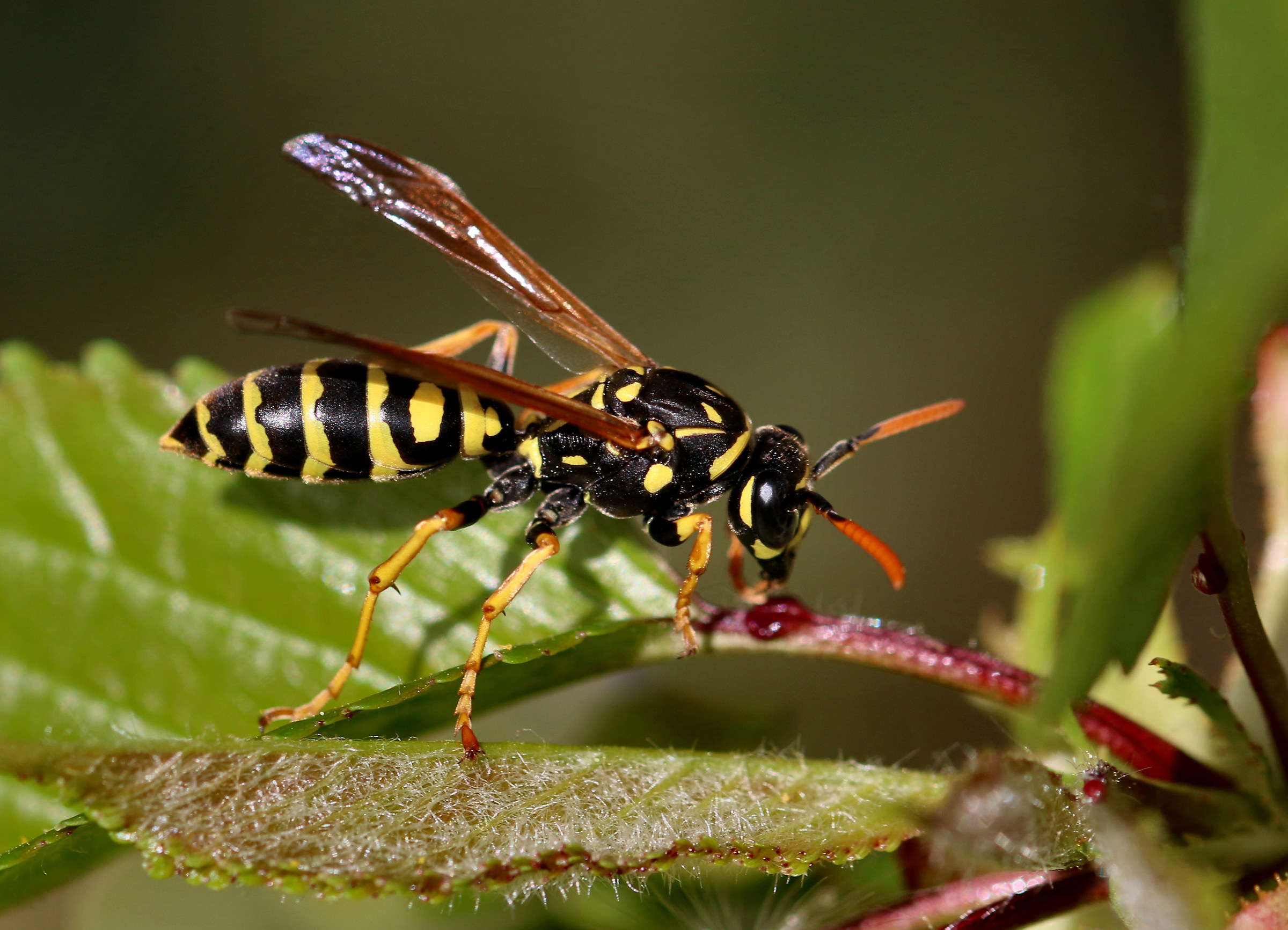 wasp...
