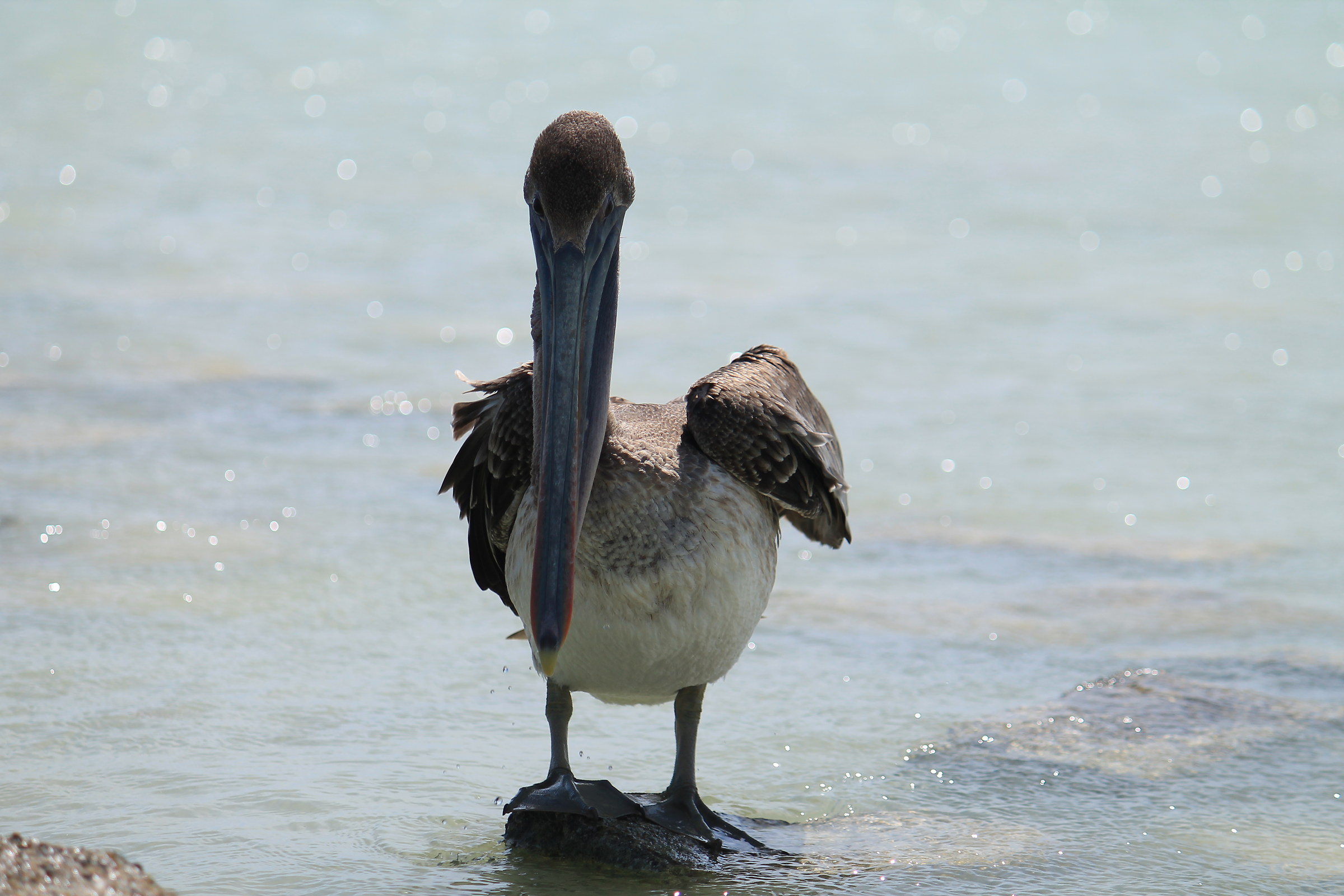 pelicano Arubiano...