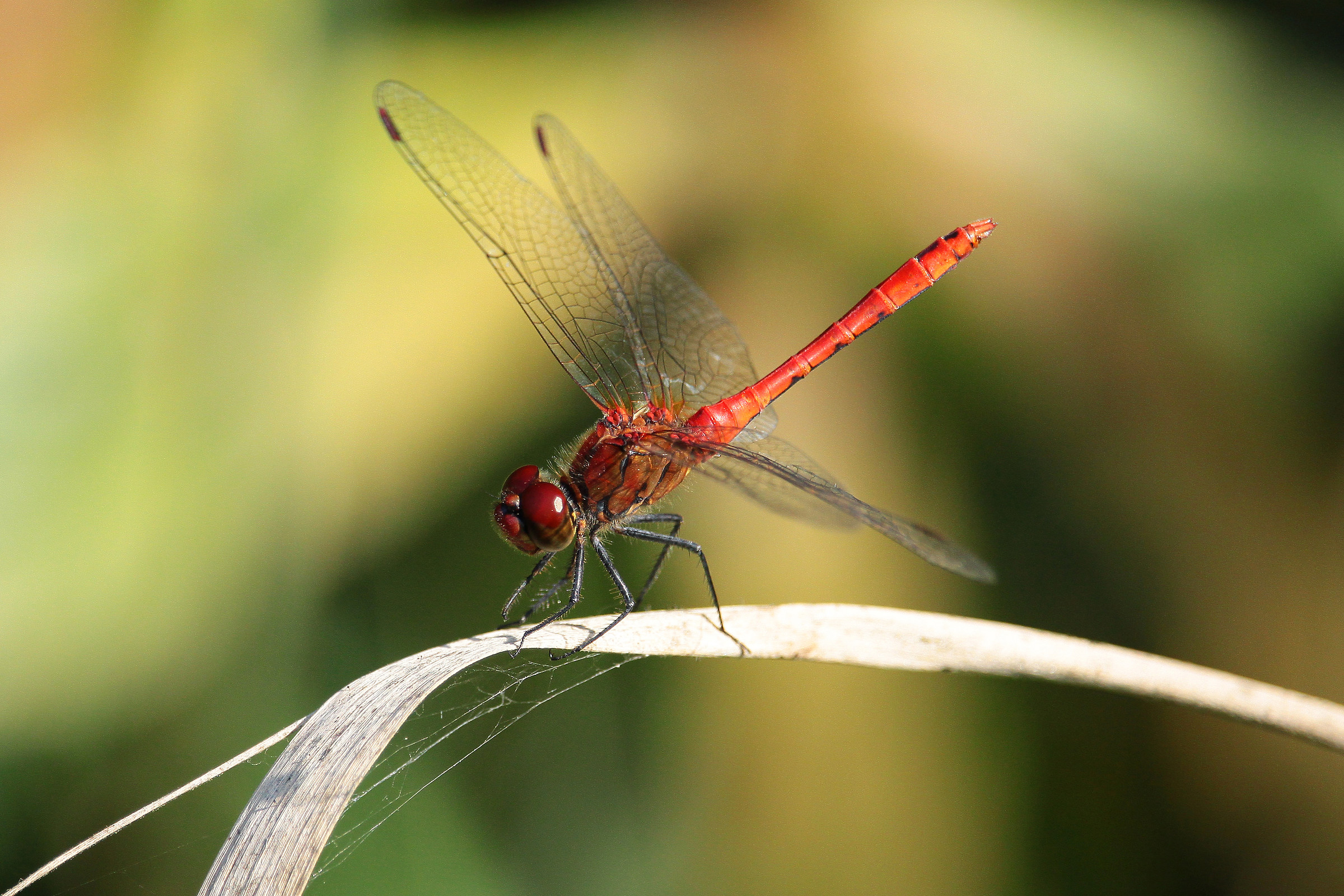 Dragonfly posing...
