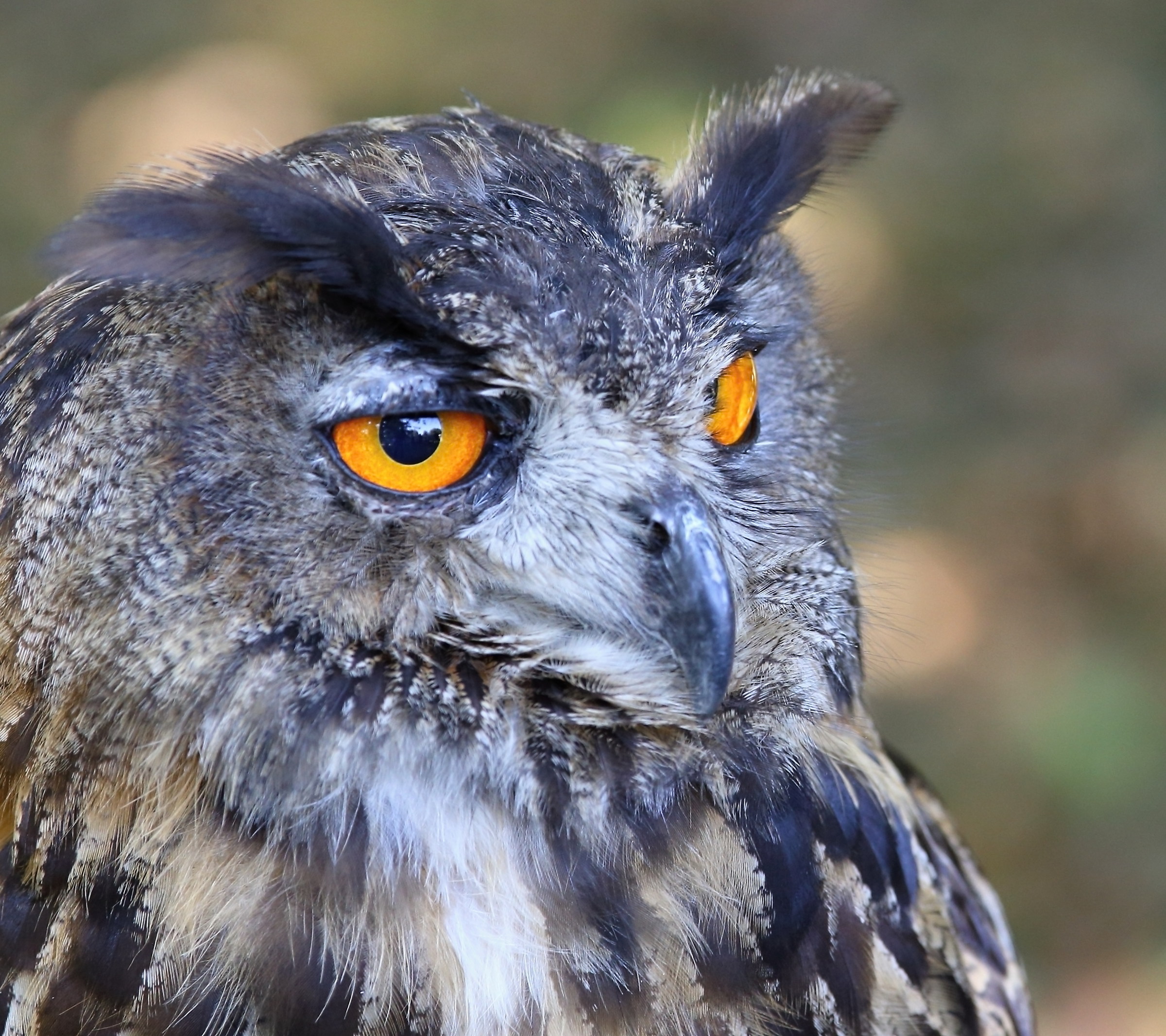 Eagle owl II...