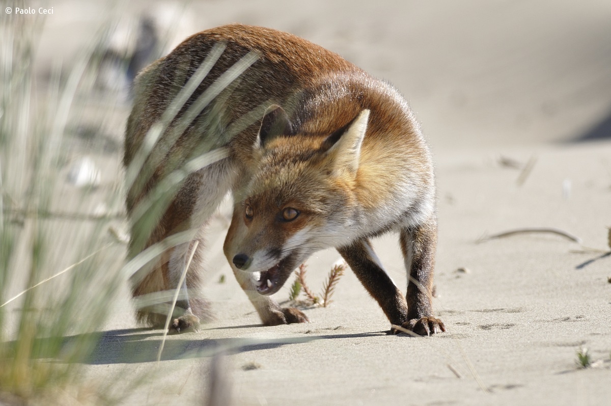 Fox on the Beach...