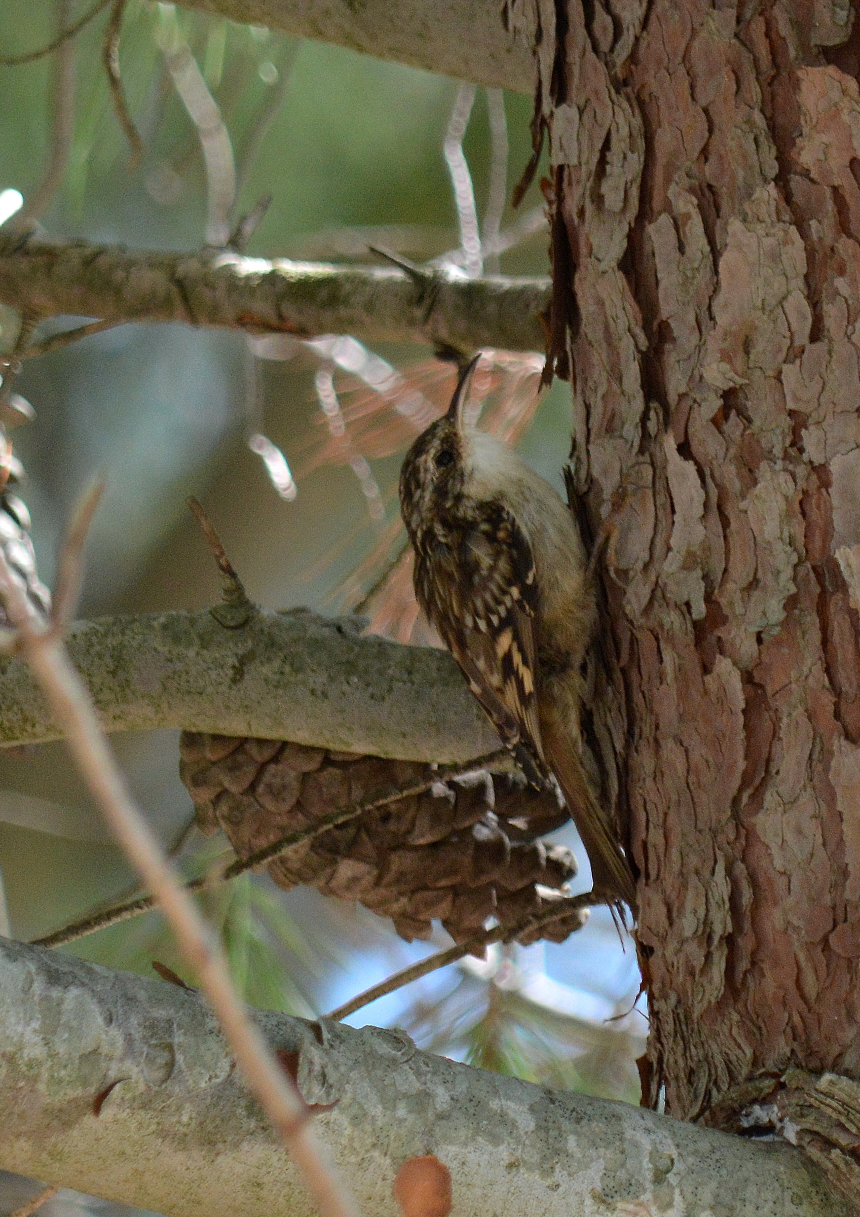 Treecreeper - Certhia brachydactyla...