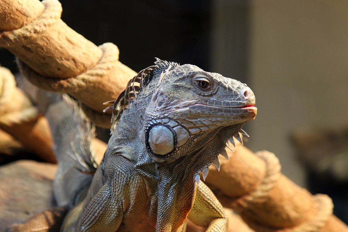 Green Iguana...