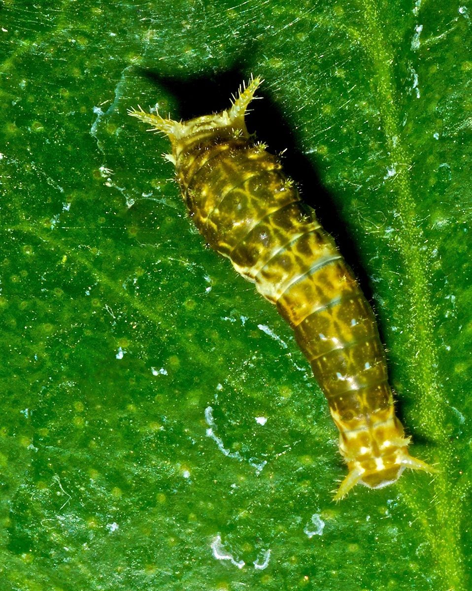 caterpillar juvenile stage...