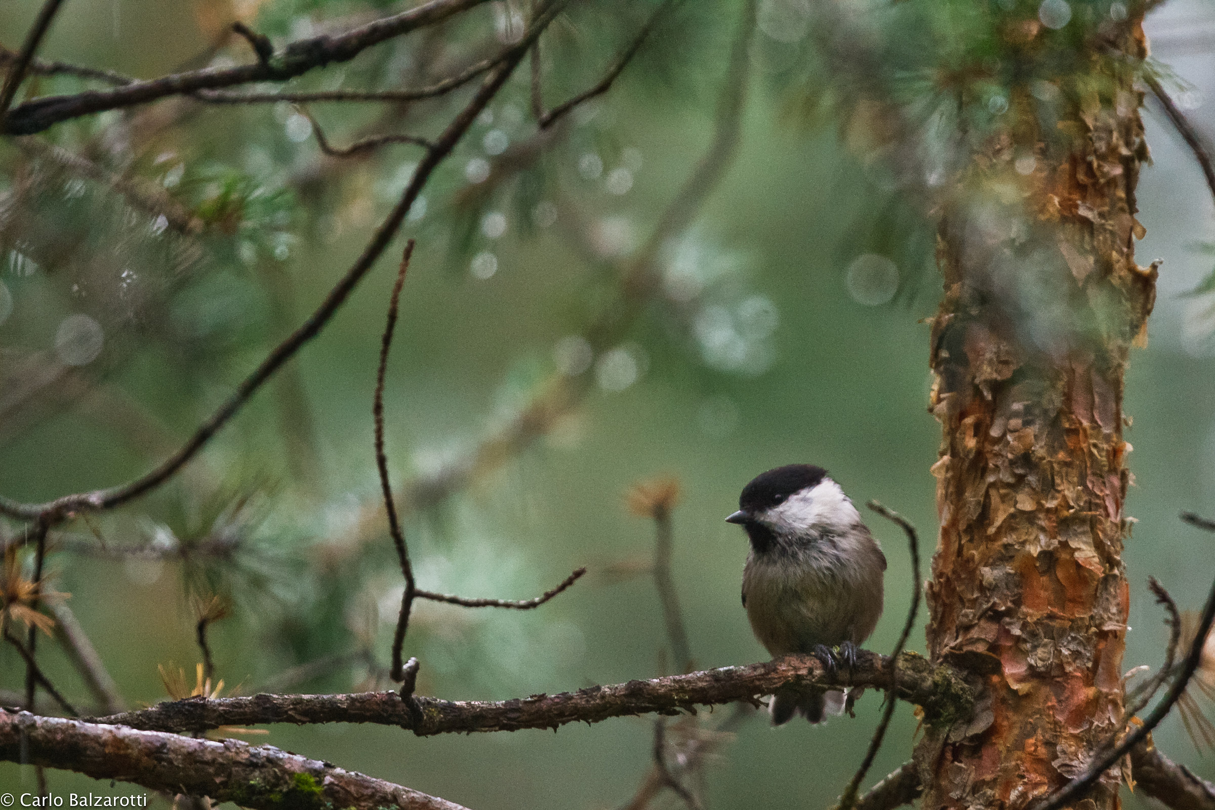 Coal Tit in the forest wet...