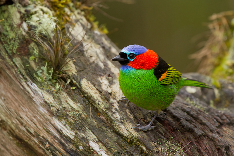Red-necked tanager...
