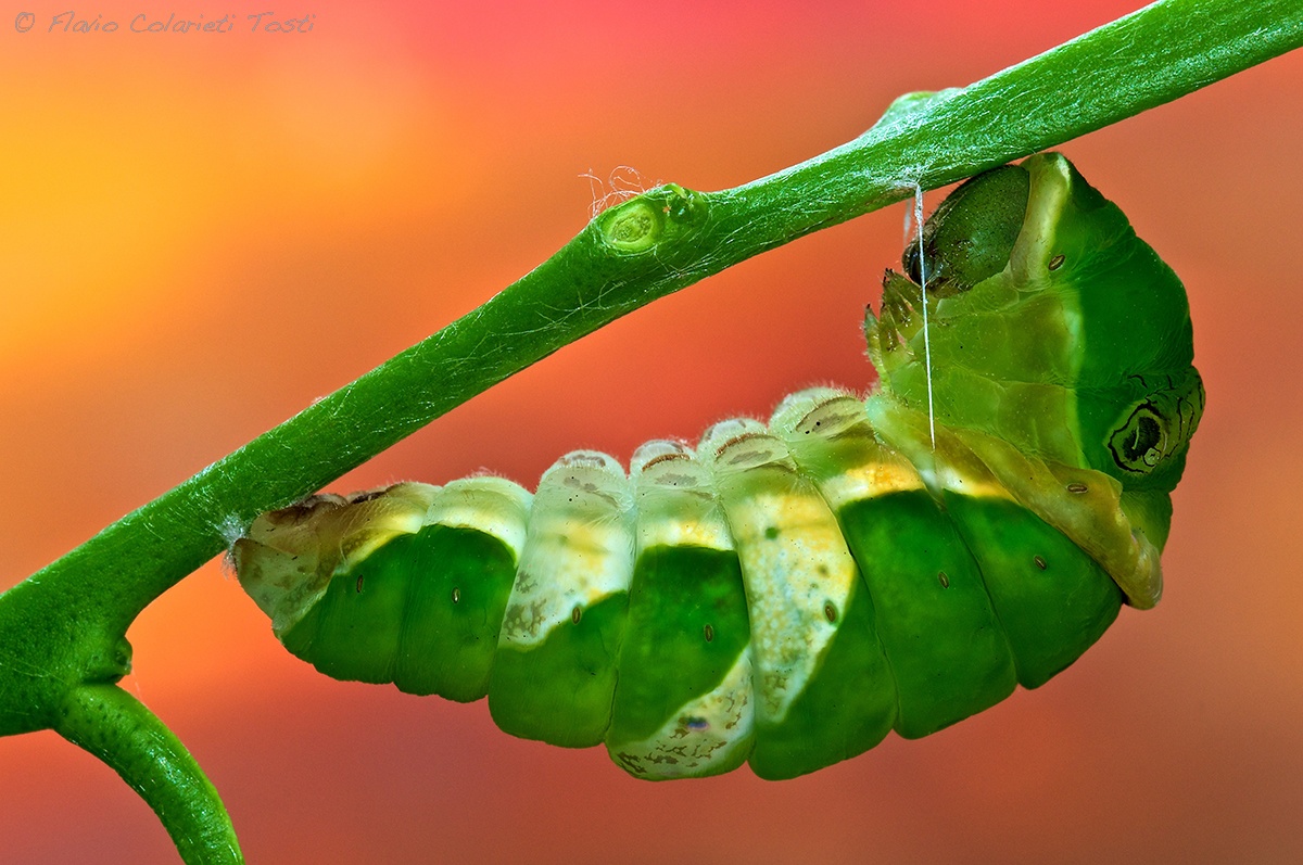 pupation caterpillar papilio memnon...