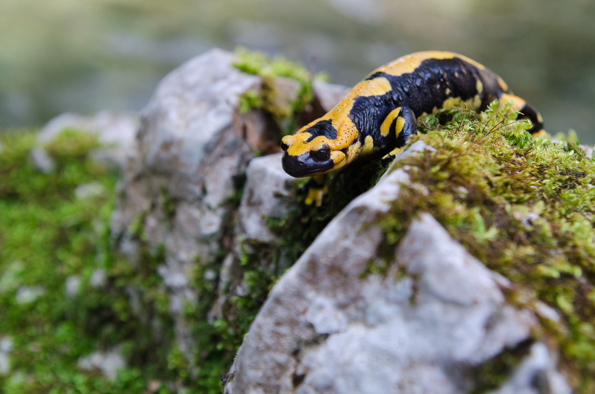 Spotted salamander...