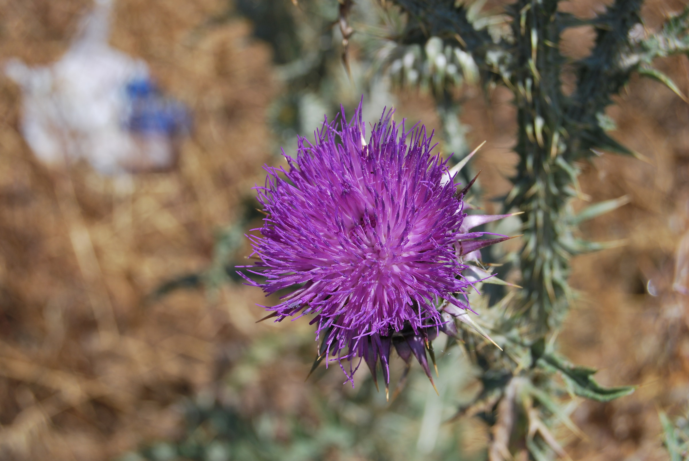 Carduus (Thistle beheaded)...