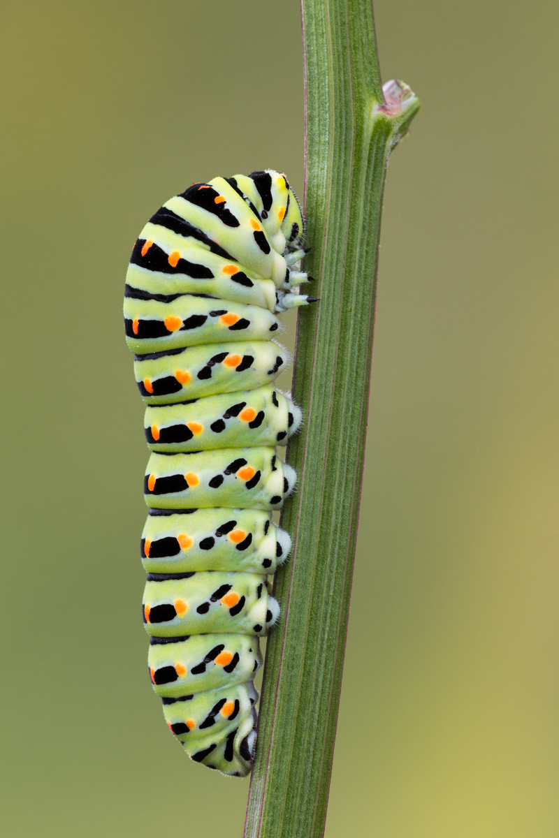 Swallowtail caterpillar on plant nurse ......