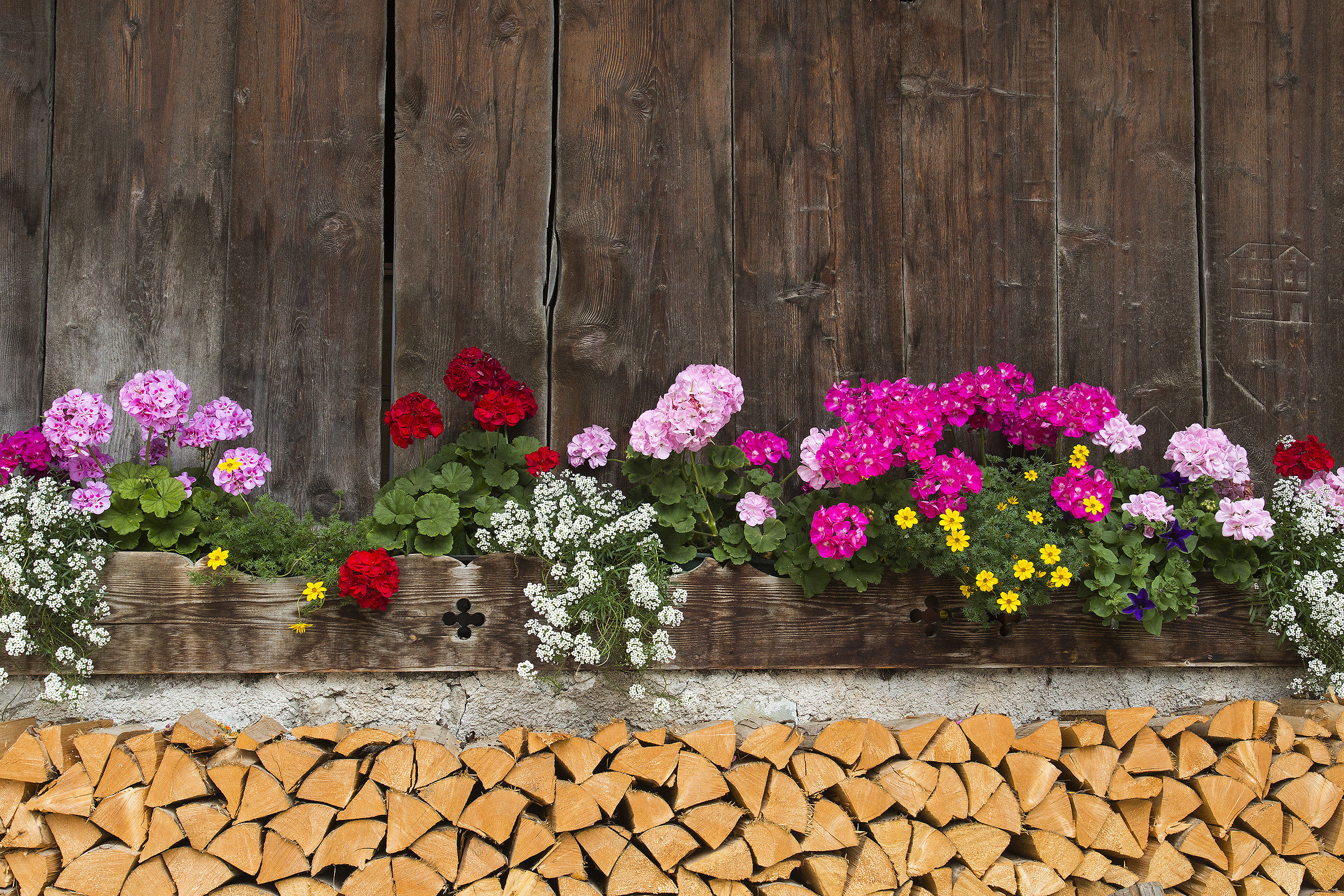 The flowers on the woodshed....