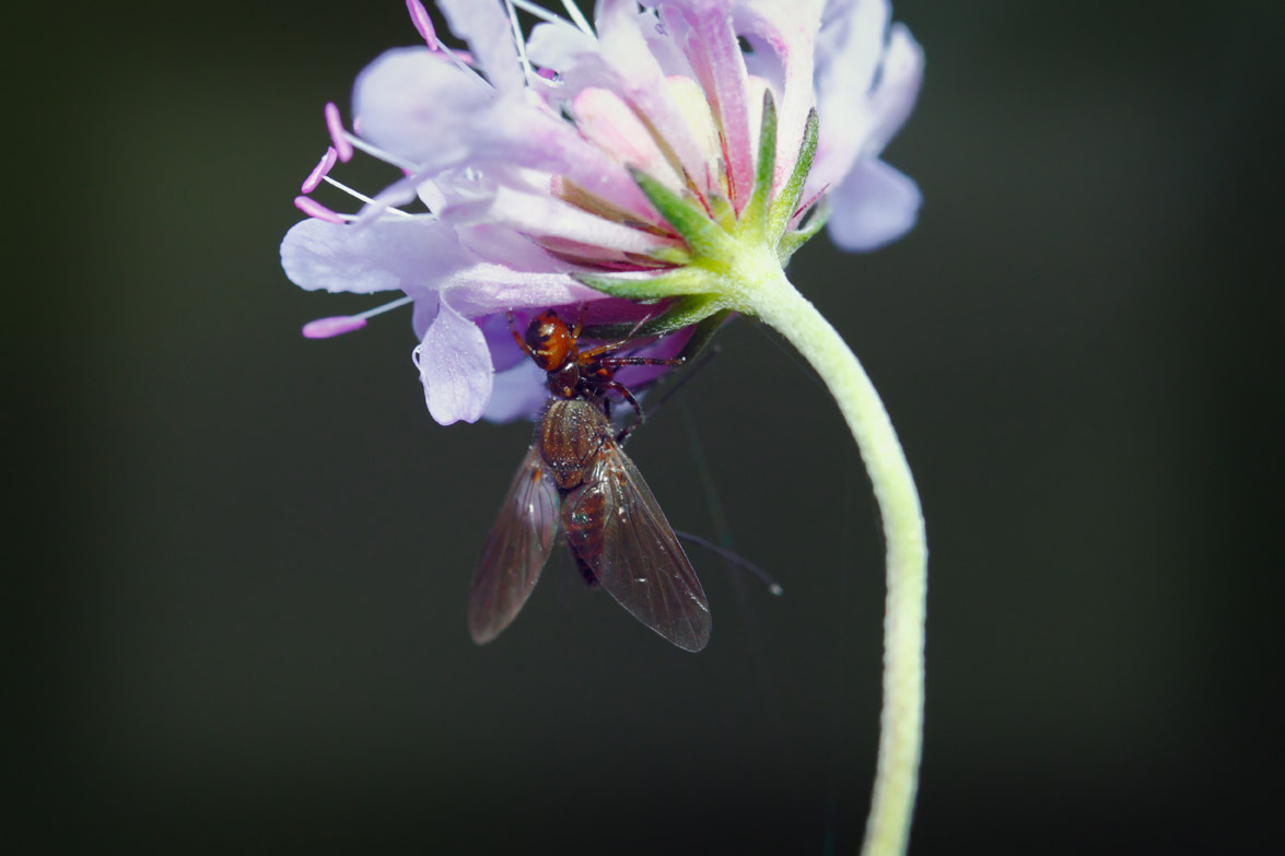 Misumena vatia...
