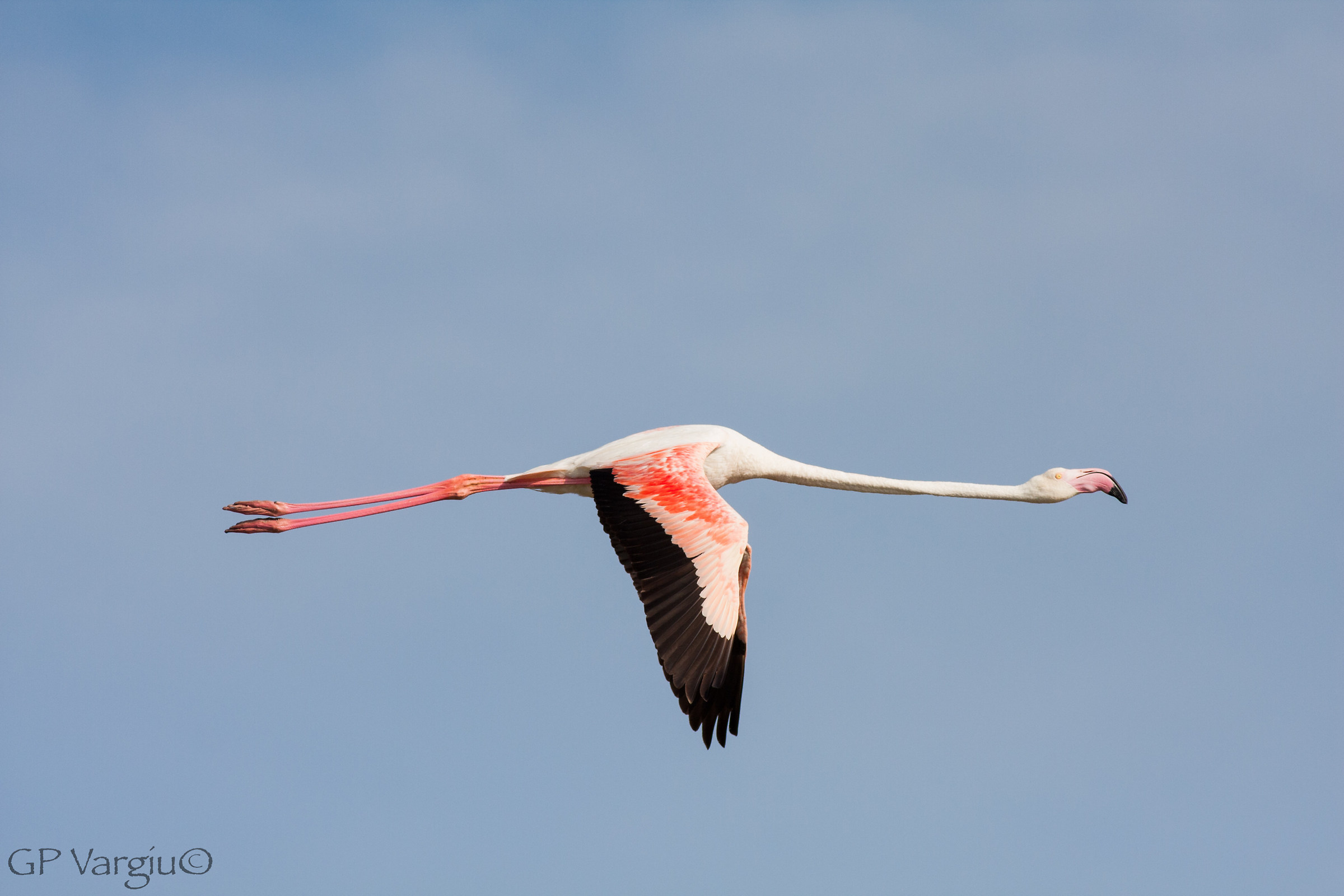 Flamingo on the fly...