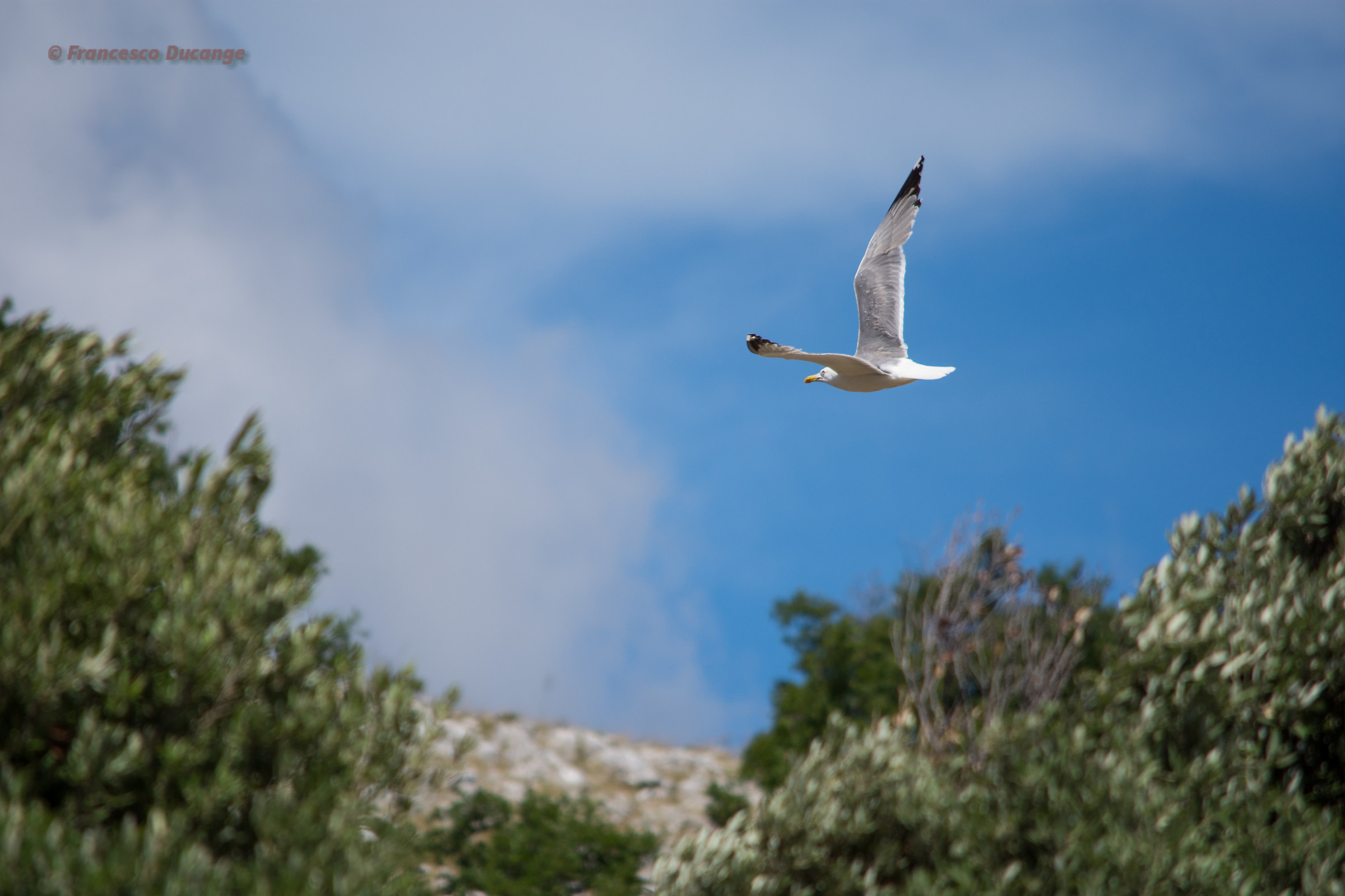 Seagull in the mountains...