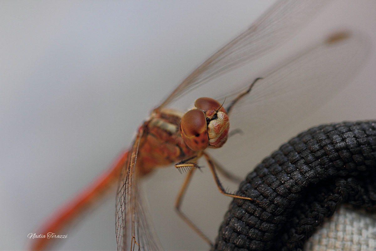 a dragonfly vain...