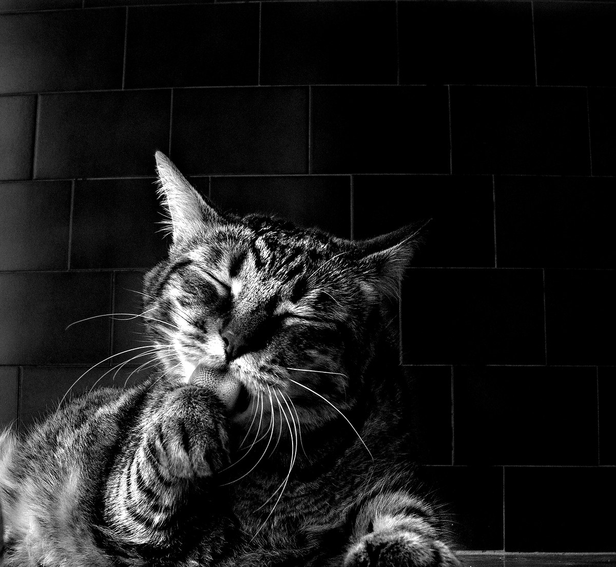 Milo ... bn...