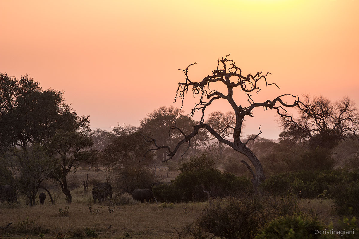 Silent presences - A quiet African sunrise...