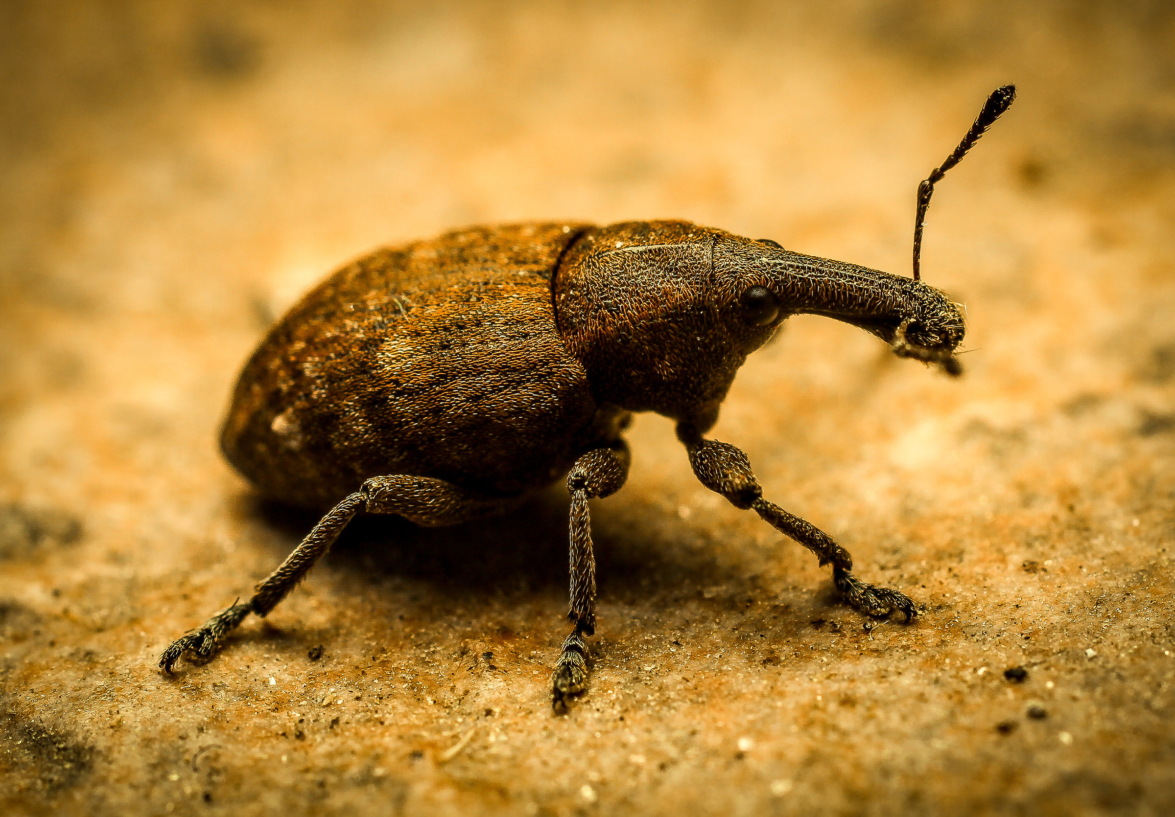 weevil (insect weevil)...