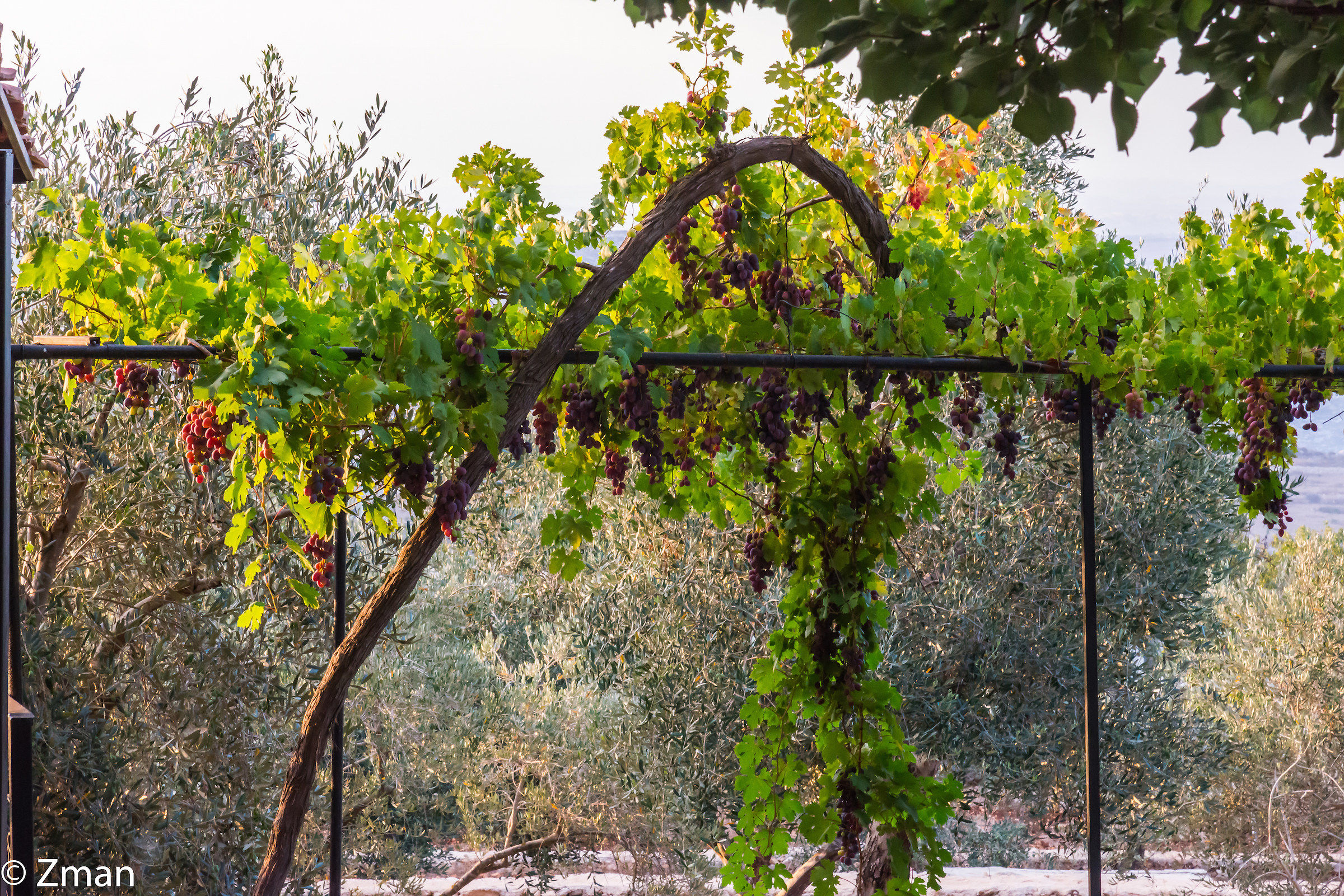 Our Vine Tree...